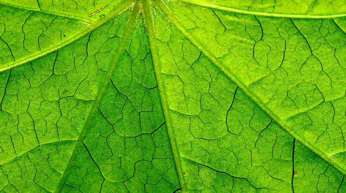 ontwikkeling & productie
van voedingssupplementen