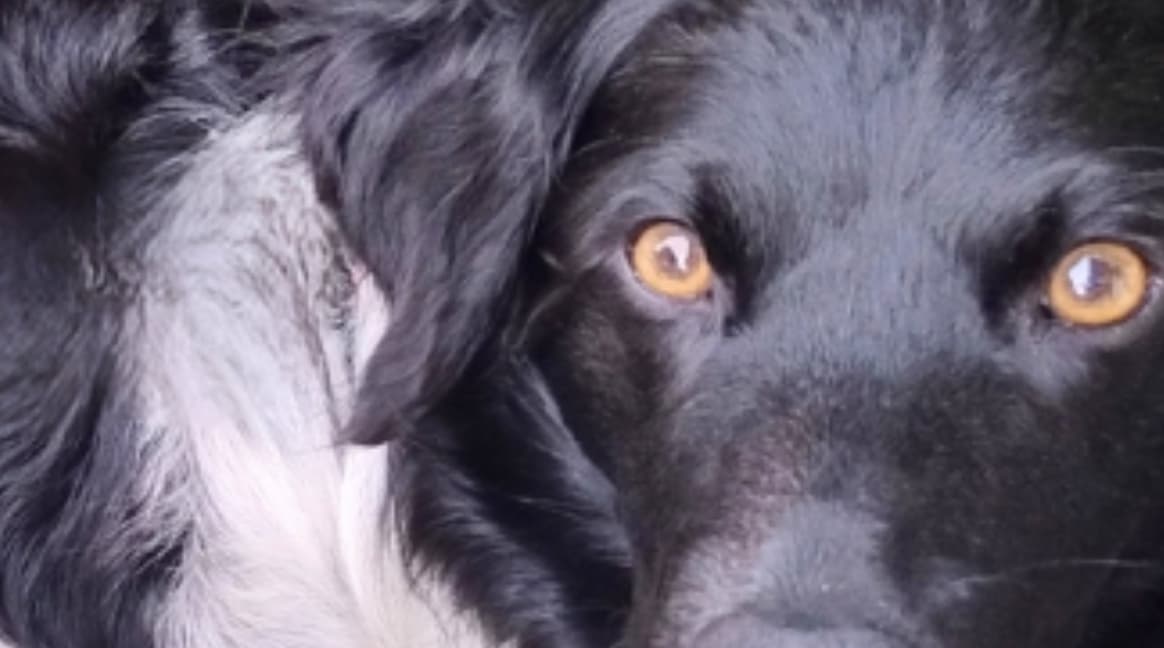 ontwikkeling & productie
van diervoeders